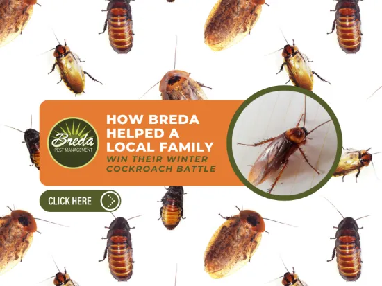 Various cockroaches scattered on a white background with Breda Pest Management's winter cockroach battle ad.