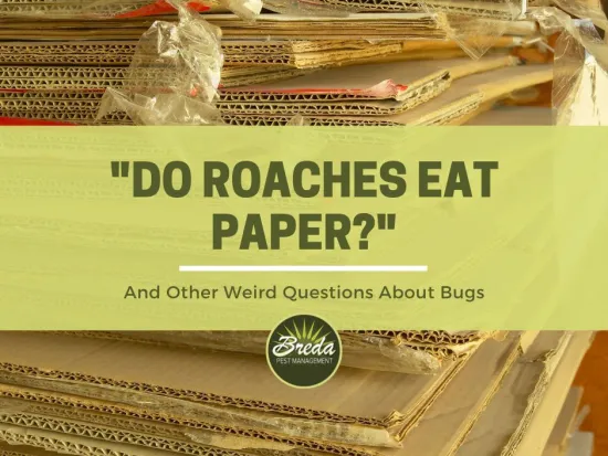 stack of cardboard boxes do roaches eat paper