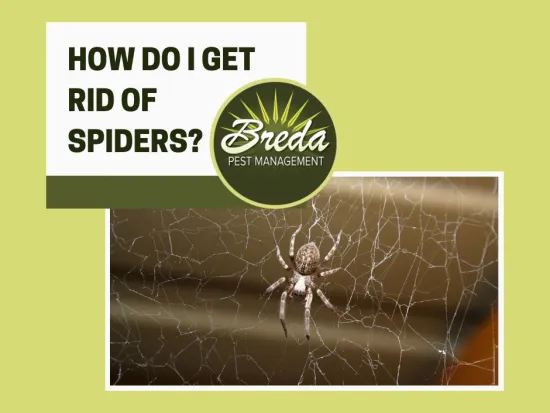 how do i get rid of spiders spider in a web on exterior of a house