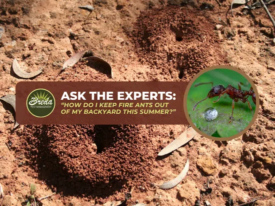 Close-up of a fire ant mound on dry soil with an inset image of a fire ant carrying an egg against a blurred green background.