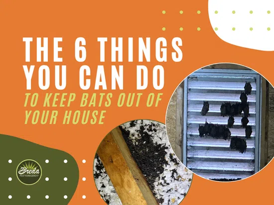 The 6 things to keep bats out of your house with images of bats on a vent and insulation infested with bats.