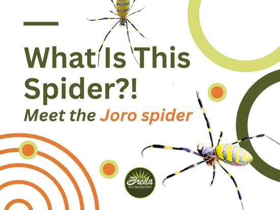 Graphic showing two yellow and black Joro spiders with text introducing the spider and pest management brand.