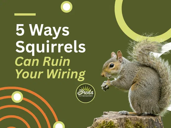 Squirrel on a tree stump next to text about 5 ways squirrels can ruin your wiring with Breda Pest Management logo.