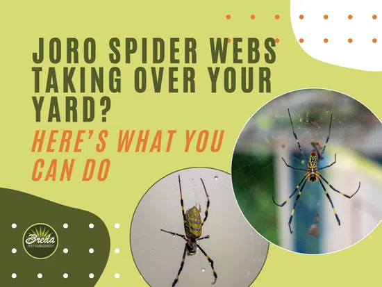 Joro spider webs in yard and close-up photos of Joro spiders on webs with pest control branding.