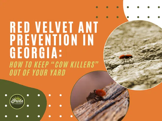 Close-up images of red velvet ants on dry ground and wood with text about ant prevention in Georgia yards.