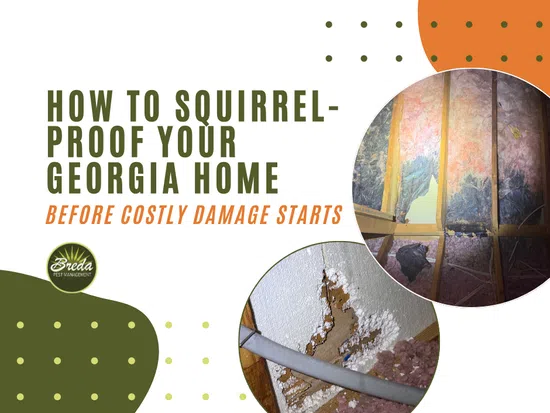 Guide on squirrel-proofing Georgia homes showing attic insulation and wall damage caused by squirrels.