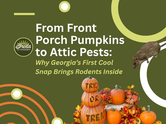 Autumn pumpkins and mouse illustration with text on Georgia's first cool snap bringing rodents inside on green background.