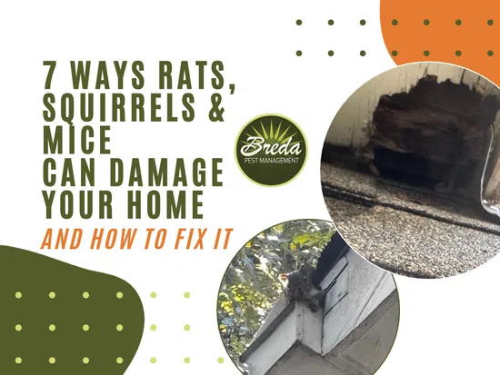 7 ways rats, squirrels, and mice damage homes with images of wood damage and squirrel on roof eaves