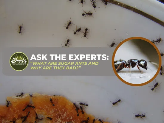 Close-up of sugar ants crawling on food and a white surface with educational text about pest management.