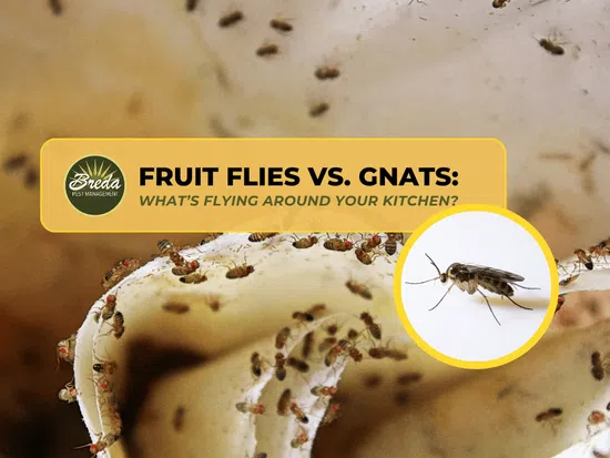 Close-up of fruit flies on decaying fruit with inset showing detailed gnats to compare kitchen pests.