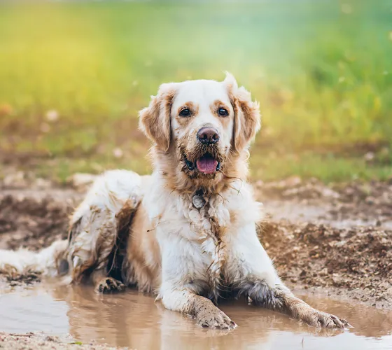 a dog sitting in a puddle