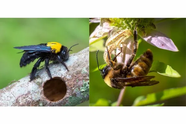 Close-up of a black and yellow carpenter bee on a branch hole and a brown fuzzy bee feeding on a flower.