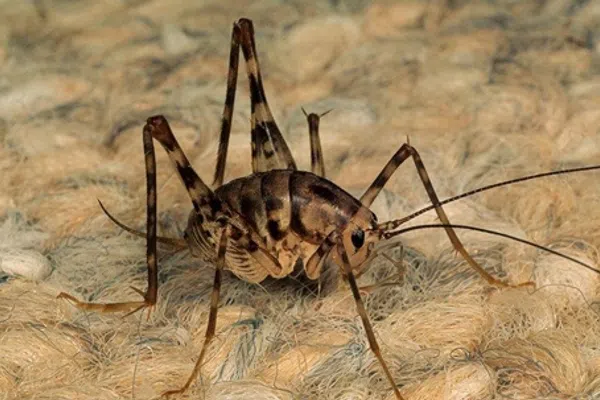 Close-up of a cricket on a beige woven fabric with detailed texture and long antennae visible.