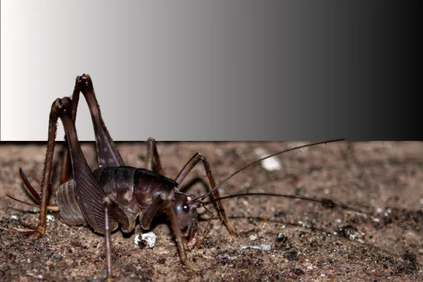 cave cricket on concrete