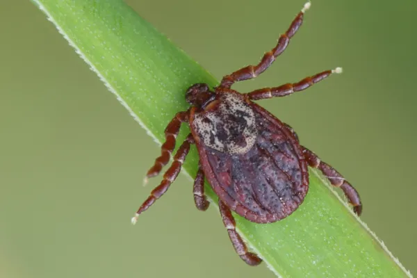 a close up of a bug