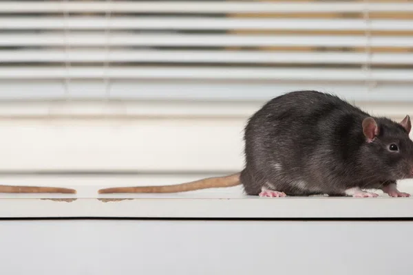 A close-up of a black rat in Ijamsville exploring a white surface with blinds in the background.