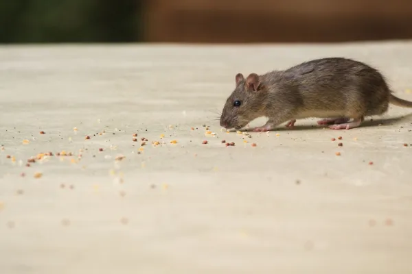 a mouse on a white surface