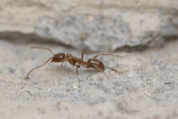 Ants in Ijamsville & Montgomery County