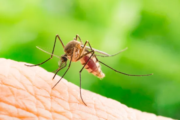 Close-up of a mosquito feeding on human skin with a green blurred background.