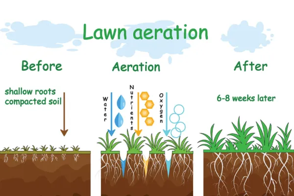 Diagram showing lawn aeration process with compacted soil before and healthy roots after 6-8 weeks.