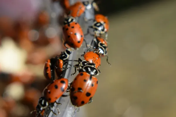 a group of ladybugs on a leaf