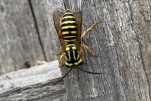 Close-up of a black and yellow wasp on weathered gray wooden surface showing detailed wings and antennae.