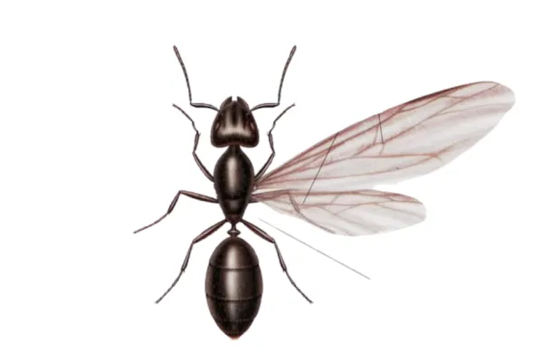 Flying Ant in the DMV area