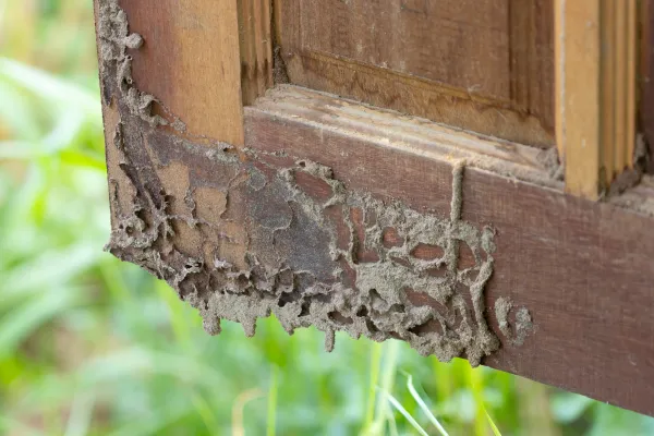 Why a Termite Warranty is Essential