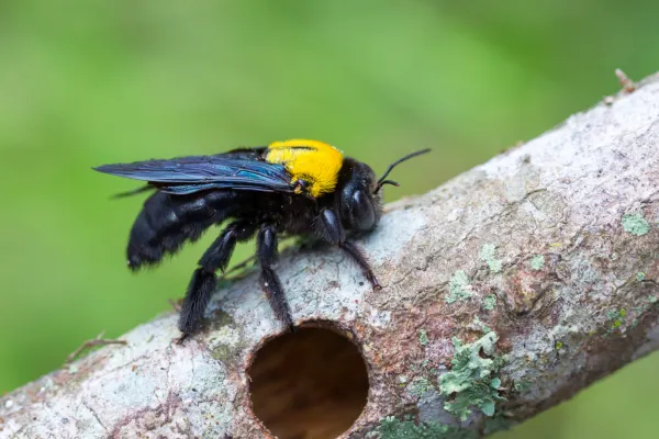 Carpenter bee with yellow thorax resting on tree branch near a circular hole in the wood.