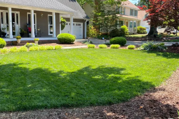 Well-maintained Fescue lawn with trimmed bushes and suburban homes in bright daylight.
