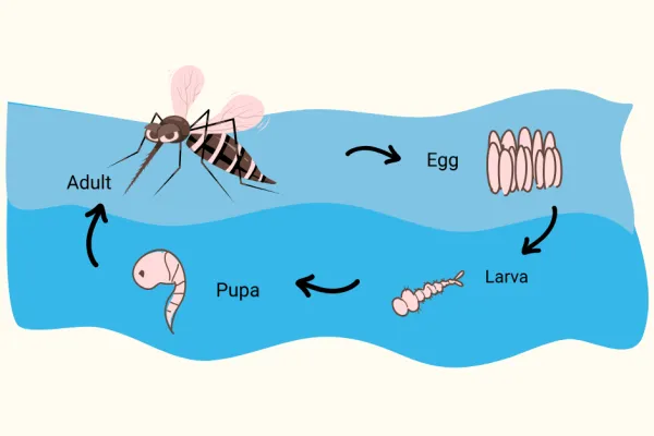 The Mosquito Life Cycle