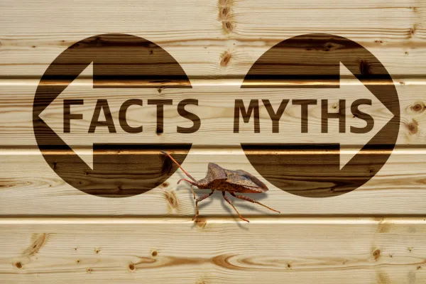 Common Myths & Facts About Pests