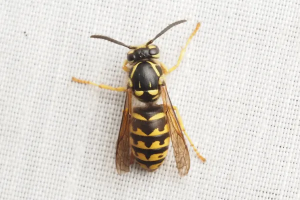 Close-up of a black and yellow wasp resting on a white textured surface showing detailed wing and body patterns.