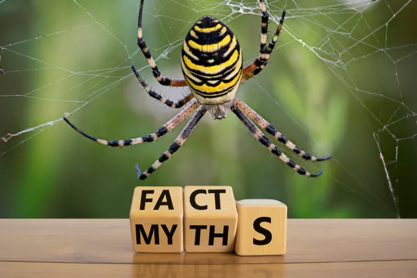 Spider Facts & Myths