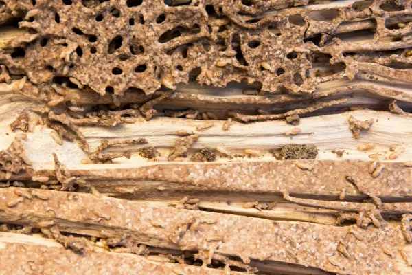 Understanding Subterranean termites