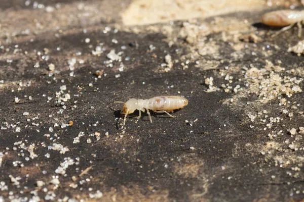 a eastern subterranean termite on the ground