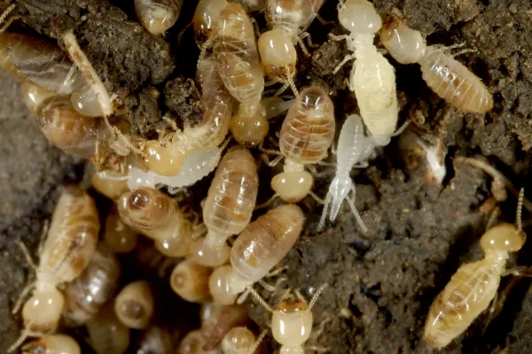 Eastern subterranean termites