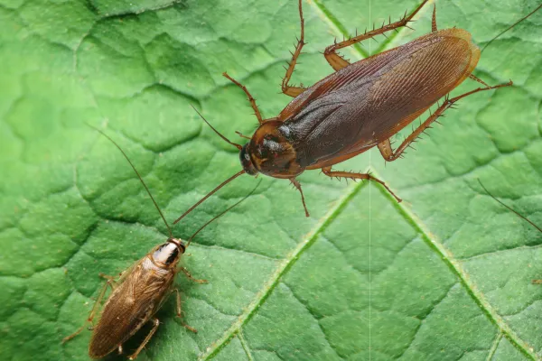 German & American Cockroach Differences