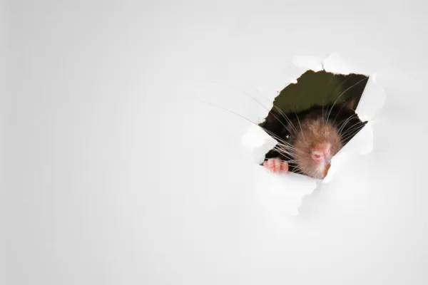 A rat peeking through a small torn hole in a white paper surface with clear whiskers and pink nose visible.