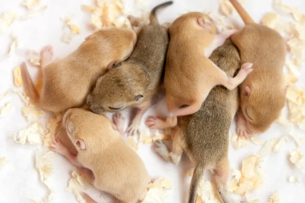 How Fast Do Rodents Reproduce