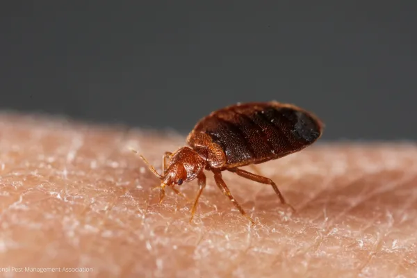 a close up of a bed bug