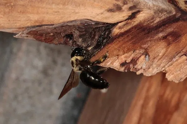 Close-up of a black and yellow bee resting on a textured wooden surface with natural light.