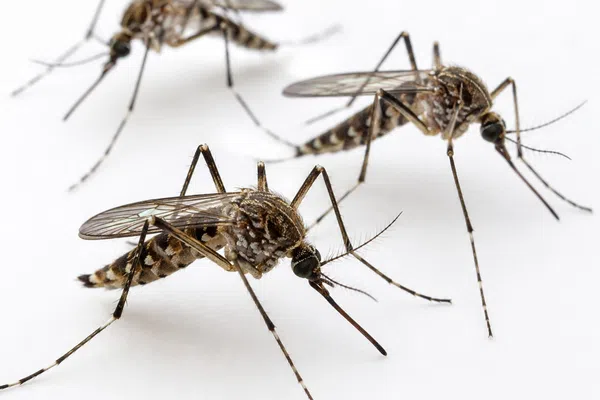 Close-up of three Aedes mosquitoes with striped legs and bodies on a white background.