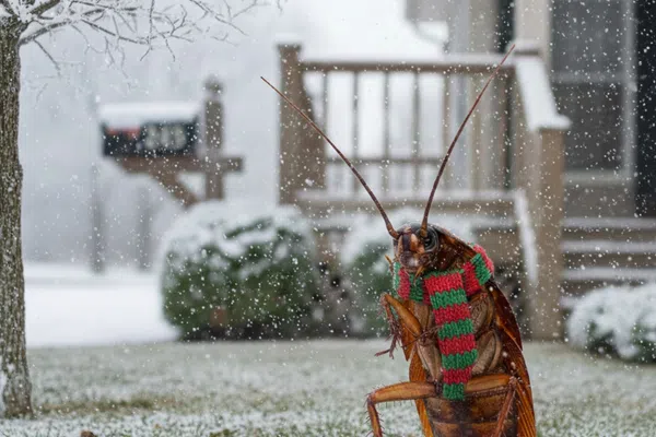 Close-up of a large cockroach wearing a red and green scarf standing on snowy grass in front of a house.