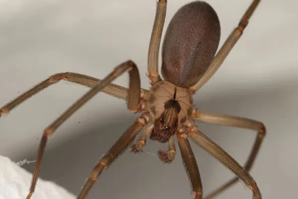 Close-up of a brown recluse spider showing its legs and body on a light background.