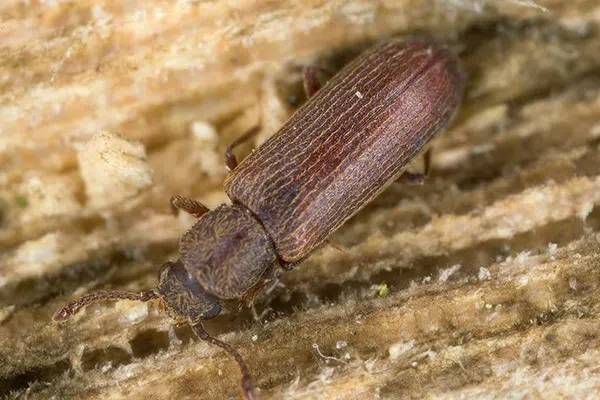 Close-up of a brown beetle with textured wings on rough wooden surface showing detailed patterns.