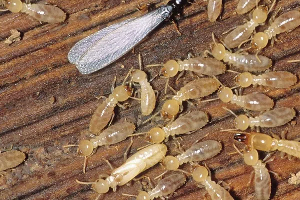 Close-up of various termites on wood, including winged and soldier termites, showcasing pest infestation.