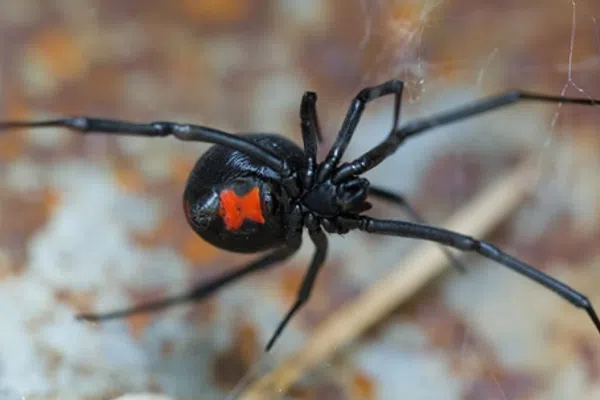 Close-up of a black widow spider with a red hourglass marking on its abdomen on a blurred natural background