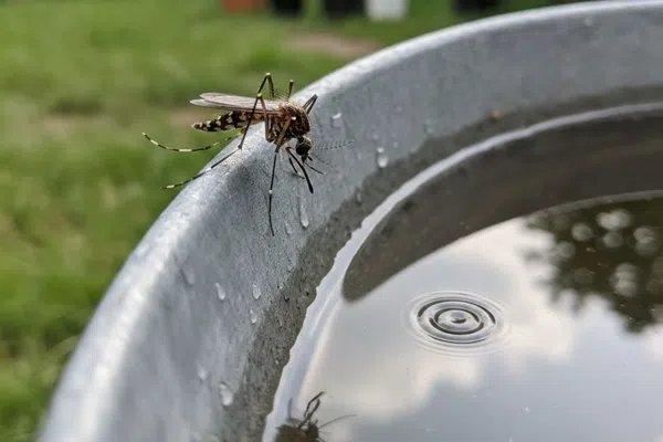Close-up of a mosquito drinking water from a metal container with water ripples and reflection visible.