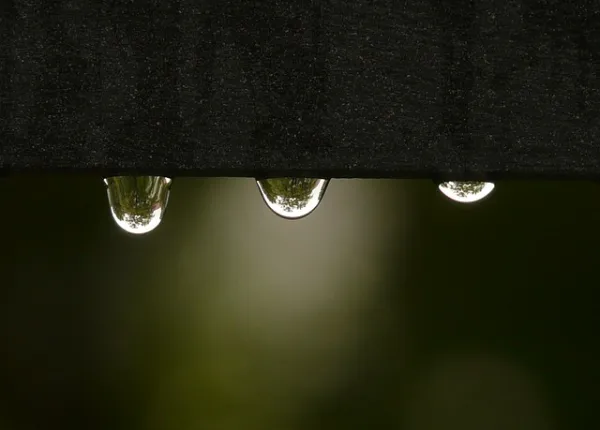 Pest Preventions After Heavy Rain